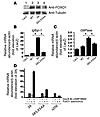 Effects of 3A FoxO1 and 3A/LXXAA FoxO1 mutants on endoge