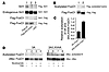 Sirt1 interacts with 3A FoxO1 but not with 3A/LXXAA FoxO1, and disruption o