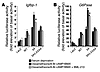 BML-210 inhibits FoxO1-dependent induction of a reporter