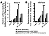 Resveratrol activates induction of a reporter construct