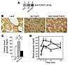 Effects of overexpression of 3A/LXXAA FoxO1 on fasted bl