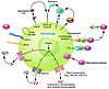 Theoretical mechanisms by which macrophage foam cells could be generated. E