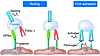 Platelet-endothelium adhesion. Activated endothelium surface expresses P-se