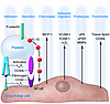 Adherent platelets inflame ECs. Firm platelet adhesion involving αIIbβ3 ind