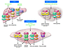 The PGC-1 gene regulatory cascade.