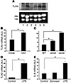 Adipocytes express functional TLR4, and TLR4 expression is increased in adi