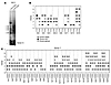 Regulatory CD4+ CD25hi