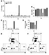 Antigen-driven expansion of CD4+ T cel