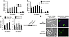 Type 1 pili–mediated adhesion to the brush border of ileal enterocytes.