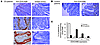 Tissue expression of CEACAM6.