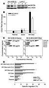 MYCNkd induces CCL2 expression in neuroblastoma cells and NKT cell chemoatt