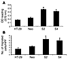 Effect of PDGF-BB overexpression in HT-29 cells on VSMCs.