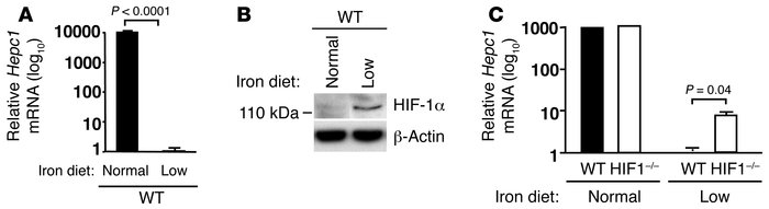 Iron deficiency downregulates hepcidin in an HIF-1–dependent fashion.
  ...