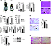 Albumin-Cre/VHLflox/flox mice develop erythrocytosis and iron deficiency.