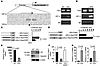 Binding of HIF-1 to the promoter of hepcidin and downregulation of hepcidin