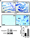 Upregulation of ferroportin in Albumin-Cre/VHLflox/flox mice.