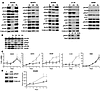 JAK inhibition, but not EGFR inhibition, blocks STAT3 phosphorylation and i