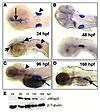 Expression of endogenous zWisp3.