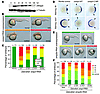 Overexpression of zWisp3 in zebrafish inhibits BMP signaling.