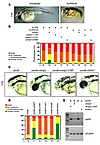 Overexpression of zWisp3 in zebrafish modulates canonical Wnt signaling.