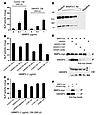 hWISP3 inhibits BMP2 signaling in mammalian cells and physically interacts