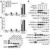 zWisp3 physically and biologically interacts with the Wnt coreceptors LRP6