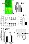 PDI contributes to trigger TF-dependent fibrin formation under conditions o