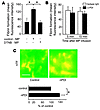 TF disulfide exchange supports fibrin production in vivo.