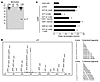 Constitutive glutathionylation of TF.