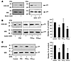 Deglutathionylation and TF disulfide bond formation by reduced PDI.