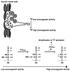 Model for the activation of TF-dependent coagulation start by PDI.