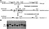 Generation of GalNAc-4-ST1–/– mice.