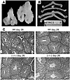 Comparison of seminal vesicles and uteri from WT and GalNAc-4-ST1–/– mice.