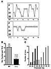 GalNAc-4-ST1–/– female mice display alterations in their estrus cycle and p