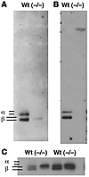 GalNAc-4-ST1–/– mice do not add sulfate to N-linked carbohydrates on the gl