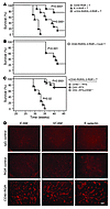 Adoptive T cell therapy in the presence of intratumoral inflammation.