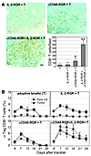 T cell accumulation in tumors is promoted by intratumoral anti-CD40/IL-2 tr