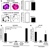 In vivo antitumor activity and HER2 dependency in a precoating experiment.