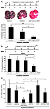 In vivo antitumor activity in systemic treatments.