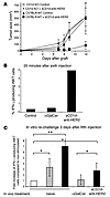 iNKT cells are required for the antitumor effect and are characterized by a