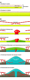 Contribution of the periosteum to the early phase of fracture healing.