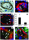 Kim-1–expressing tubule epithelial cells bind and internalize apoptotic bod