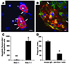 Primary cultured kidney epithelial cells express Kim-1 and phagocytose apop