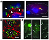 KIM-1–expressing kidney epithelial cell lines avidly bind and phagocytose a