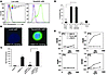 The KIM-1 ectodomain binds specifically to the surface of apoptotic epithel