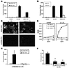 KIM-1–expressing epithelial cells bind and internalize ox-LDL, and the KIM-