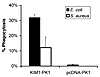 KIM1-PK1 cells but not pcDNA-PK1 cells bind and internalize gram negative (