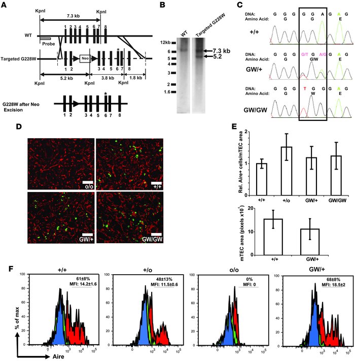 The G228W-knockin mouse expresses Aire protein.
(A) Schematic of the fir...