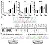 Induction of εA, εC, and 8oxoG lesions by chronic inflammation and Ctnnb1 m