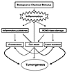 Model for inflammation-induced tumorigenesis.